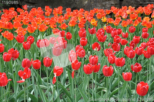 Image of Tulips