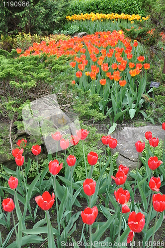 Image of Tulips