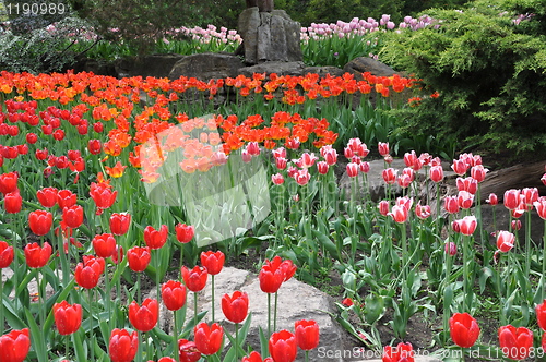 Image of Tulips