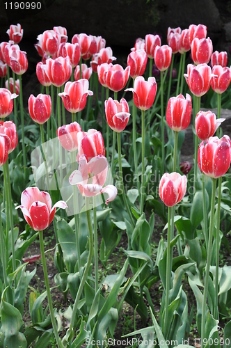 Image of Tulips