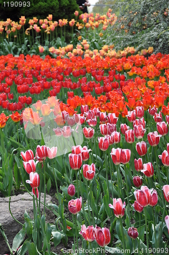 Image of Tulips