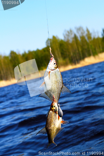 Image of now caught bream