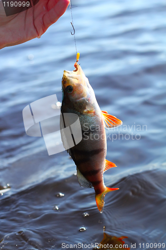 Image of now caught perch