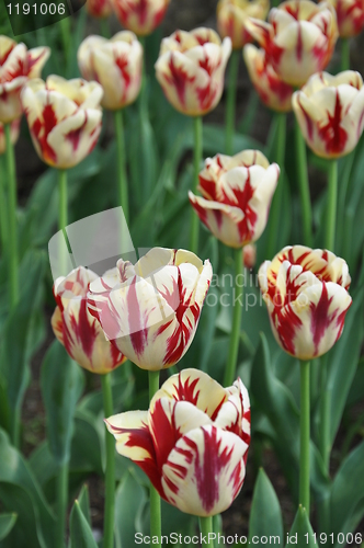 Image of Tulips