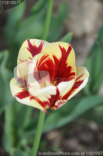 Image of Tulip