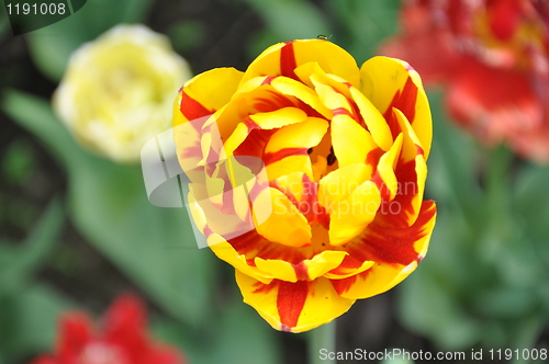 Image of Tulip