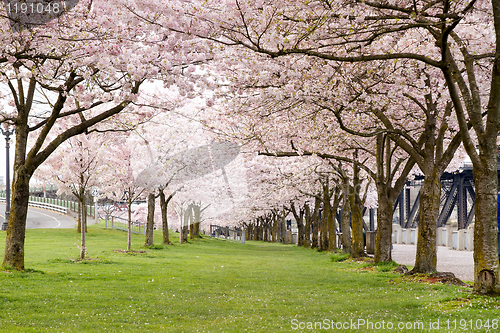 Image of Cherry Blossom Trees in Waterfront Park