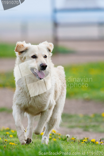 Image of Golden Retriever Running