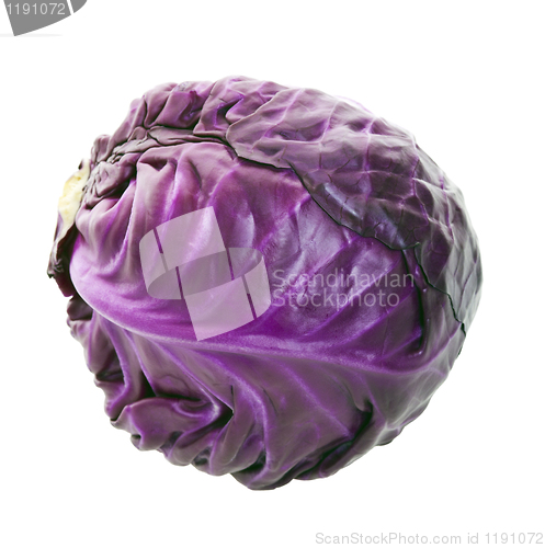Image of Purple Cabbage Head