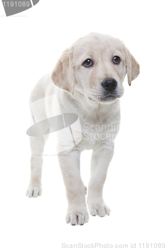 Image of Sad Little Lab