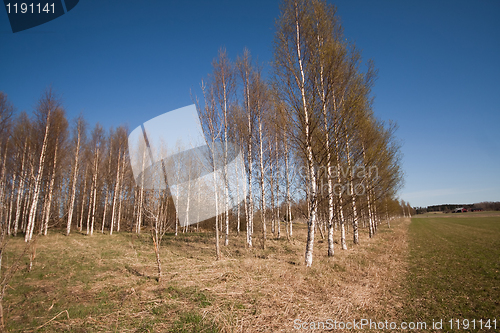 Image of line of birches