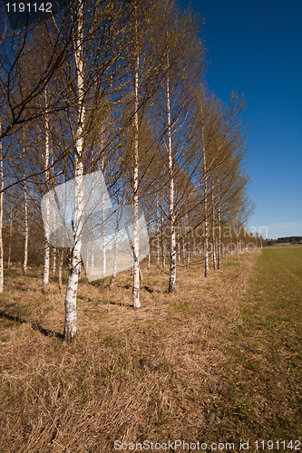 Image of Birchtrees on row