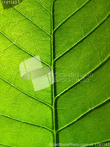 Image of green leaf texture       