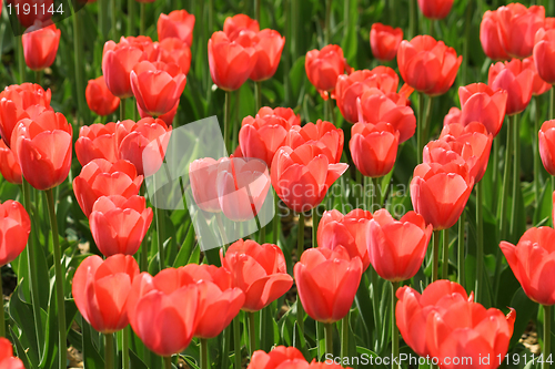 Image of beautiful red tulips