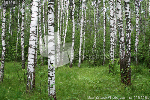 Image of birch forest