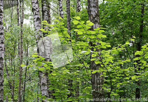 Image of birch trees in a summer forest