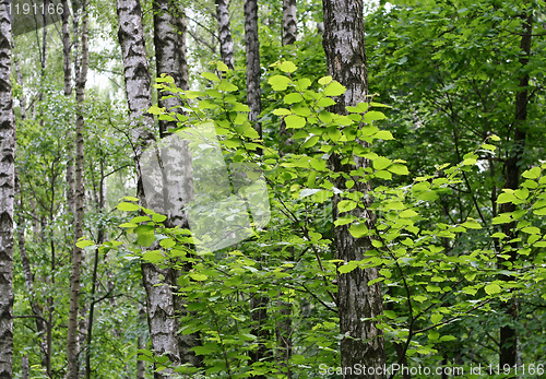 Image of birch trees in a summer forest