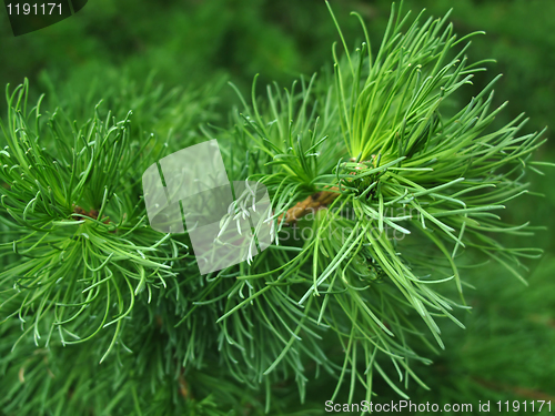 Image of pine branch background
