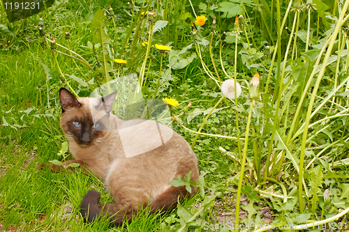 Image of Cat lying on the green grass