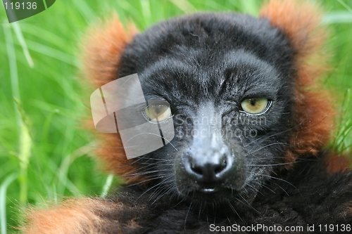 Image of lemur