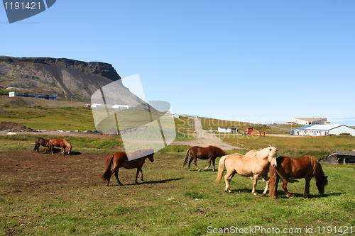 Image of Icelandic horses