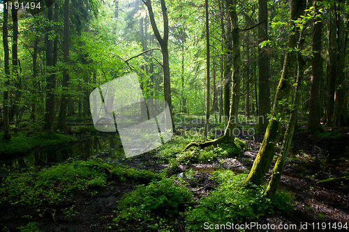 Image of Springtime sunrise in wet deciduous stand of Bialowieza Forest