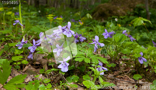 Image of Bunch of wood violets