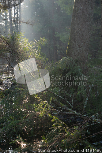 Image of Bialowieza Forest riparian stand in morning sun