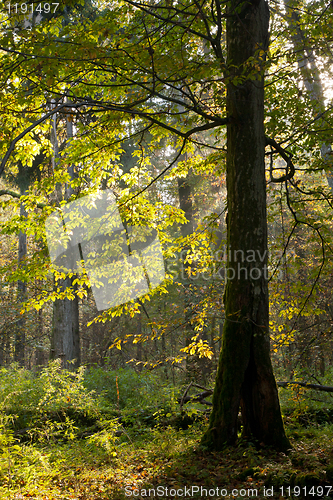 Image of Old hornbeam tree against morning light in autumn