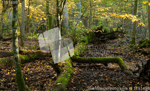 Image of Stand of Bialowieza Forest with oak tree lying