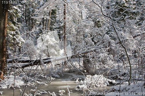 Image of Trees snow wrapped blizzard after