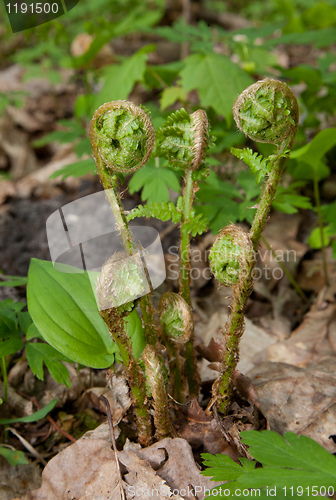 Image of Fern frond closeup in springtime