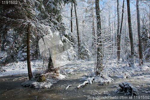 Image of Snowfall after wetland stand in morning