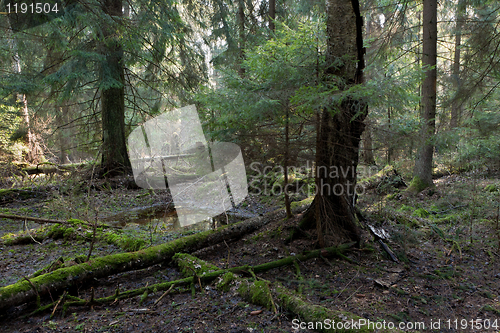 Image of Coniferous stand of Bialowieza Forest in morning