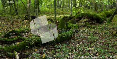 Image of Old stand of Bialowieza Forest with rest of decline oak