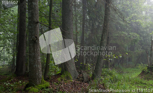 Image of Misty morning in alder-carr stand of Bialowieza Forest