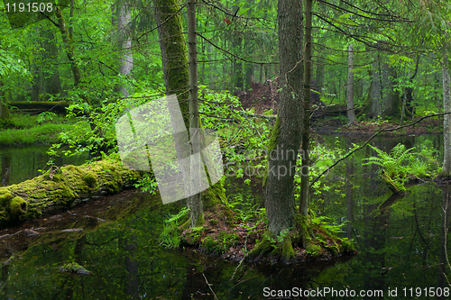 Image of Spring landscape of old forest and broken trees