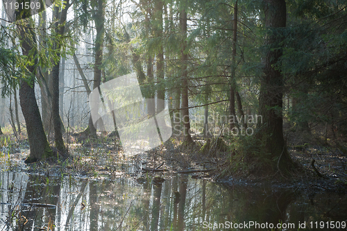 Image of Bialowieza Forest riparian stand in morning