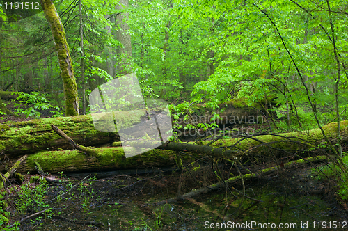 Image of Moss wraped oak trees lying