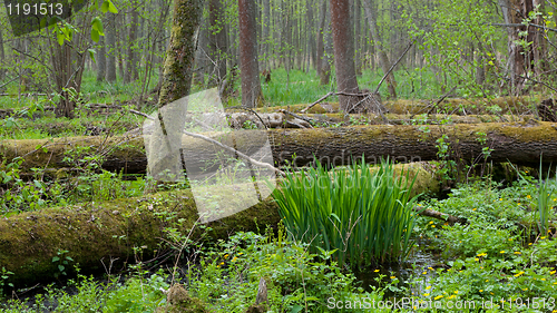 Image of Springtime wetland stand of Bialowieza Forest