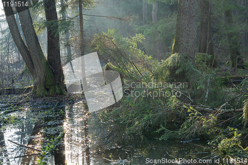 Image of Bialowieza Forest riparian stand in morning