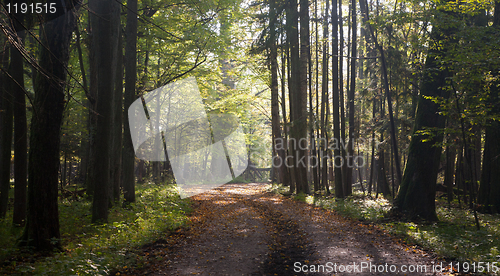 Image of Old trees by ground road in autumn