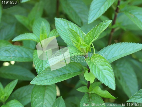 Image of Peppermint