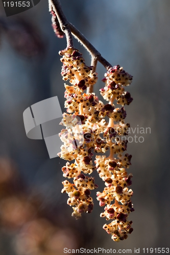 Image of Catkins of alder (Alnus glutinosa) in spring