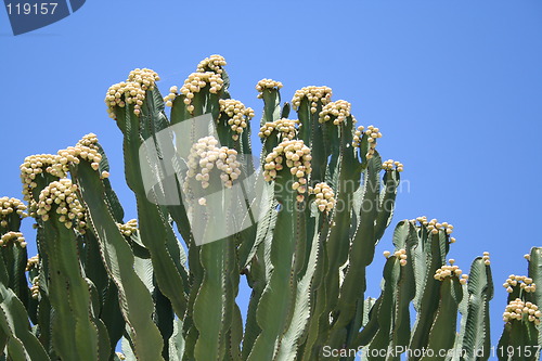 Image of Cactus with flowers