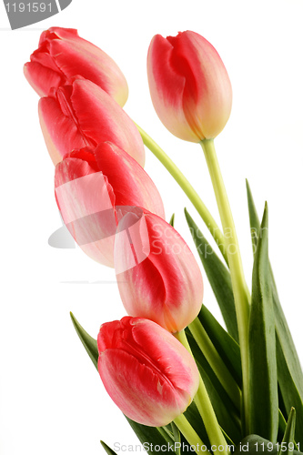 Image of Tulips