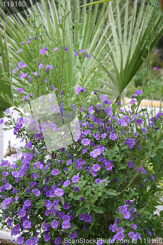 Image of Lovely blue flowers