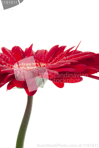 Image of red gerbera flower