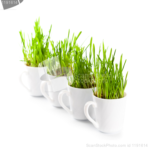 Image of green grass in coffee cups c
