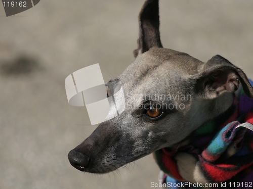 Image of whippet with scarf